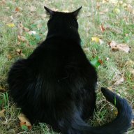 Littledarkcreature