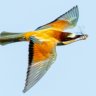 Bee Eater