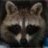 Trash Panda